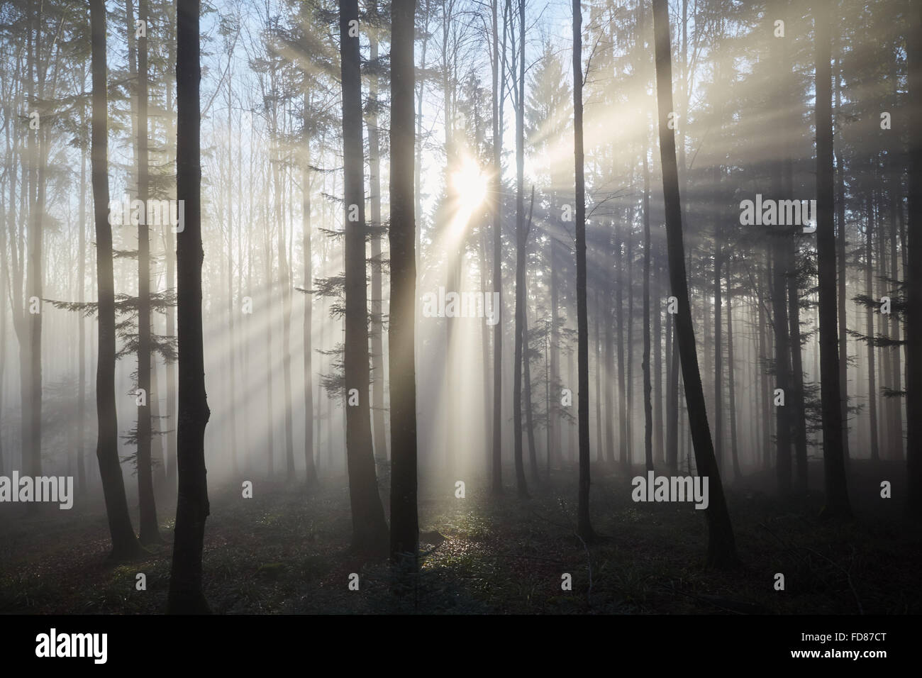 Nebel zwischen den Bäumen des Waldes und die Sonne scheint durch sie in Strahlen. Stockfoto