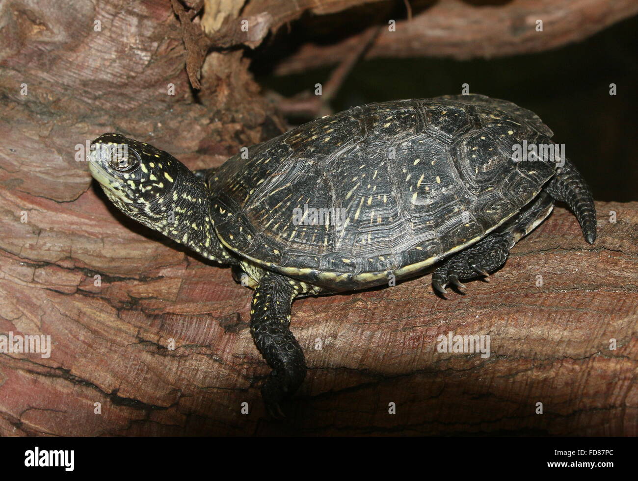 Südliche europäische Sumpfschildkröte oder Sumpfschildkröte (Emys Orbicularis) Stockfoto