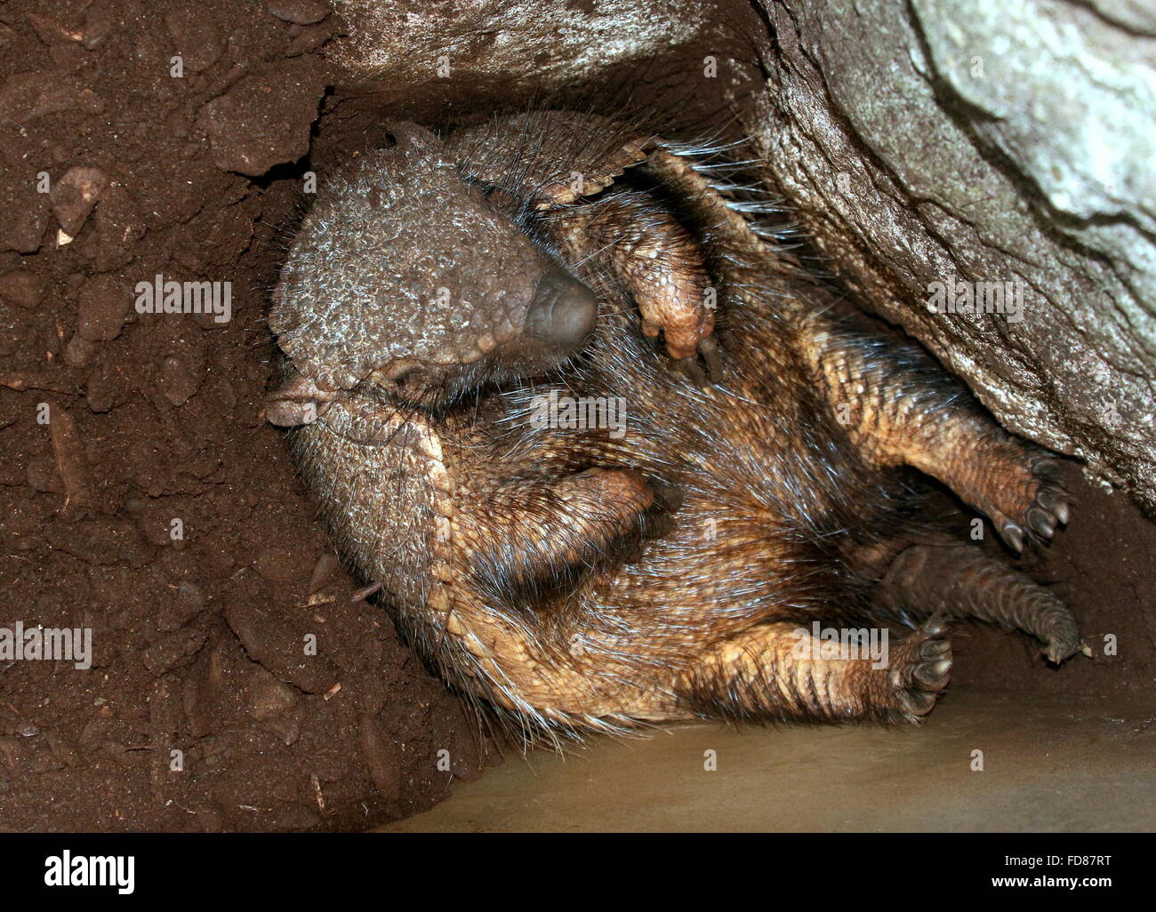 Südamerikanische große behaarte Gürteltier (Chaetophractus Villosus) ein Nickerchen auf dem Rücken Stockfoto
