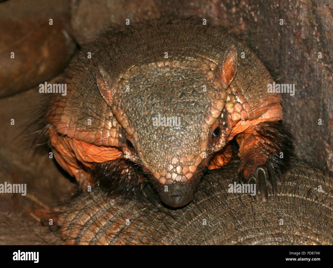 Südamerikanische große behaarte Gürteltier (Chaetophractus Villosus) auf seinem Kumpel Stockfoto