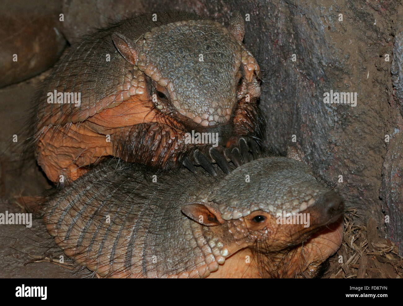 Paar Firsky südamerikanischen große behaarte Gürteltiere (Chaetophractus Villosus) Stockfoto