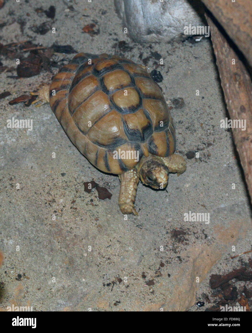 Vom Aussterben bedroht Kleinmann Schildkröte (Testudo Kleinmanni), alias ägyptische Landschildkröte einen kleinen Abhang hinunter absteigend Stockfoto