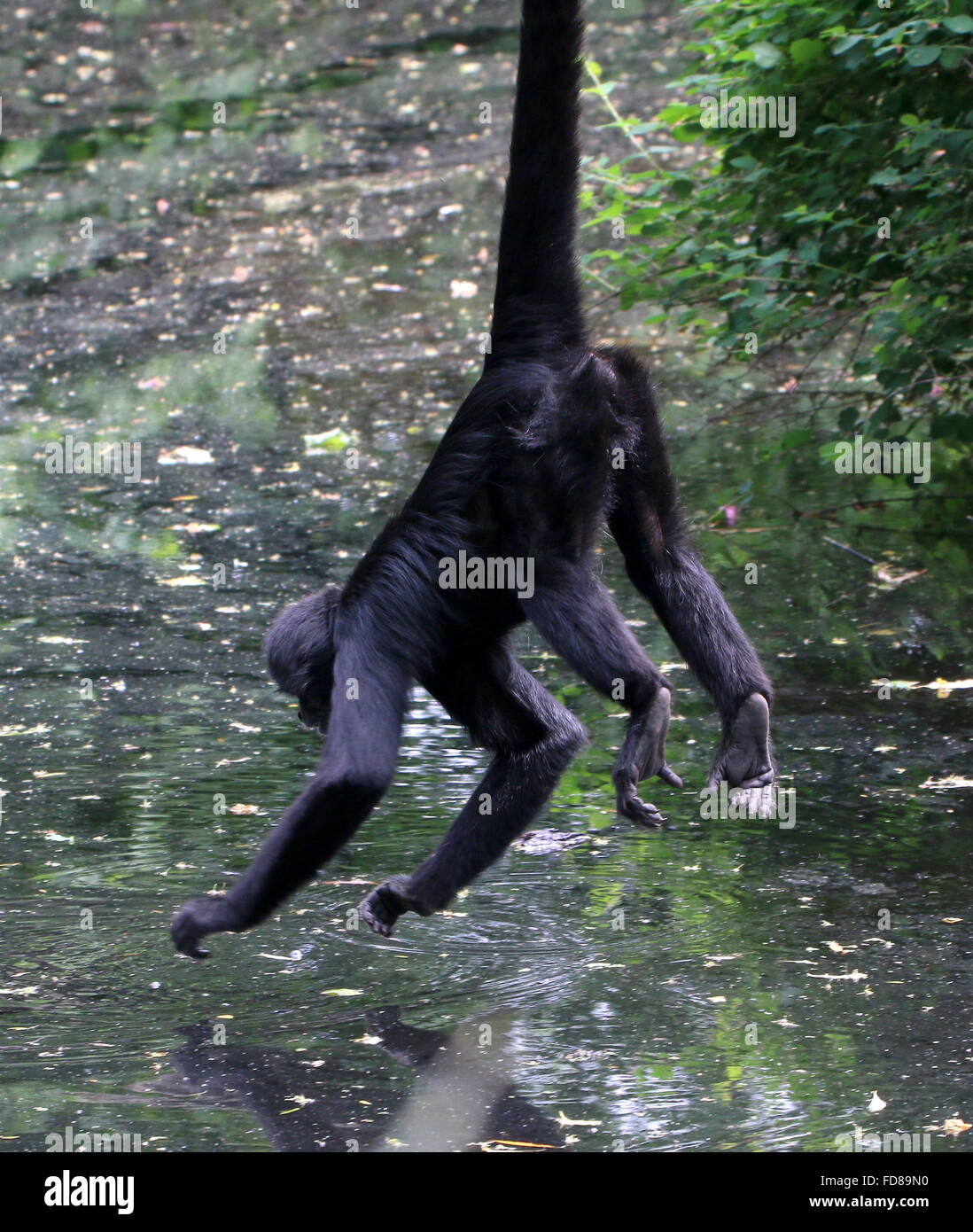 Kolumbianische Black-headed Klammeraffe (Ateles Fusciceps Robustus) hängen von seinem Greifschwanz in einem niederländischen Zoo abgehängt Stockfoto