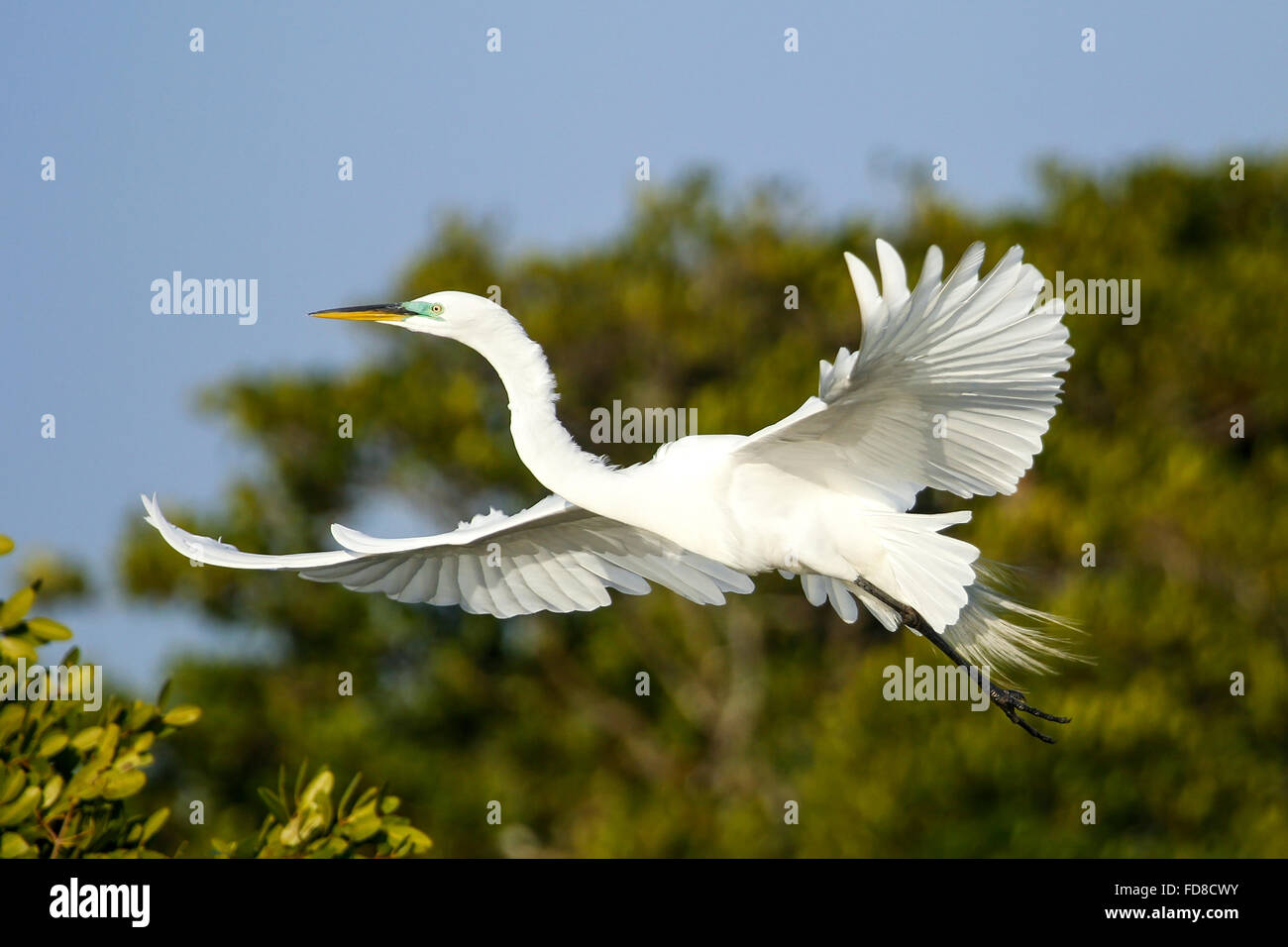 Silberreiher (Ardea Alba) im blauen Himmel fliegen Stockfoto