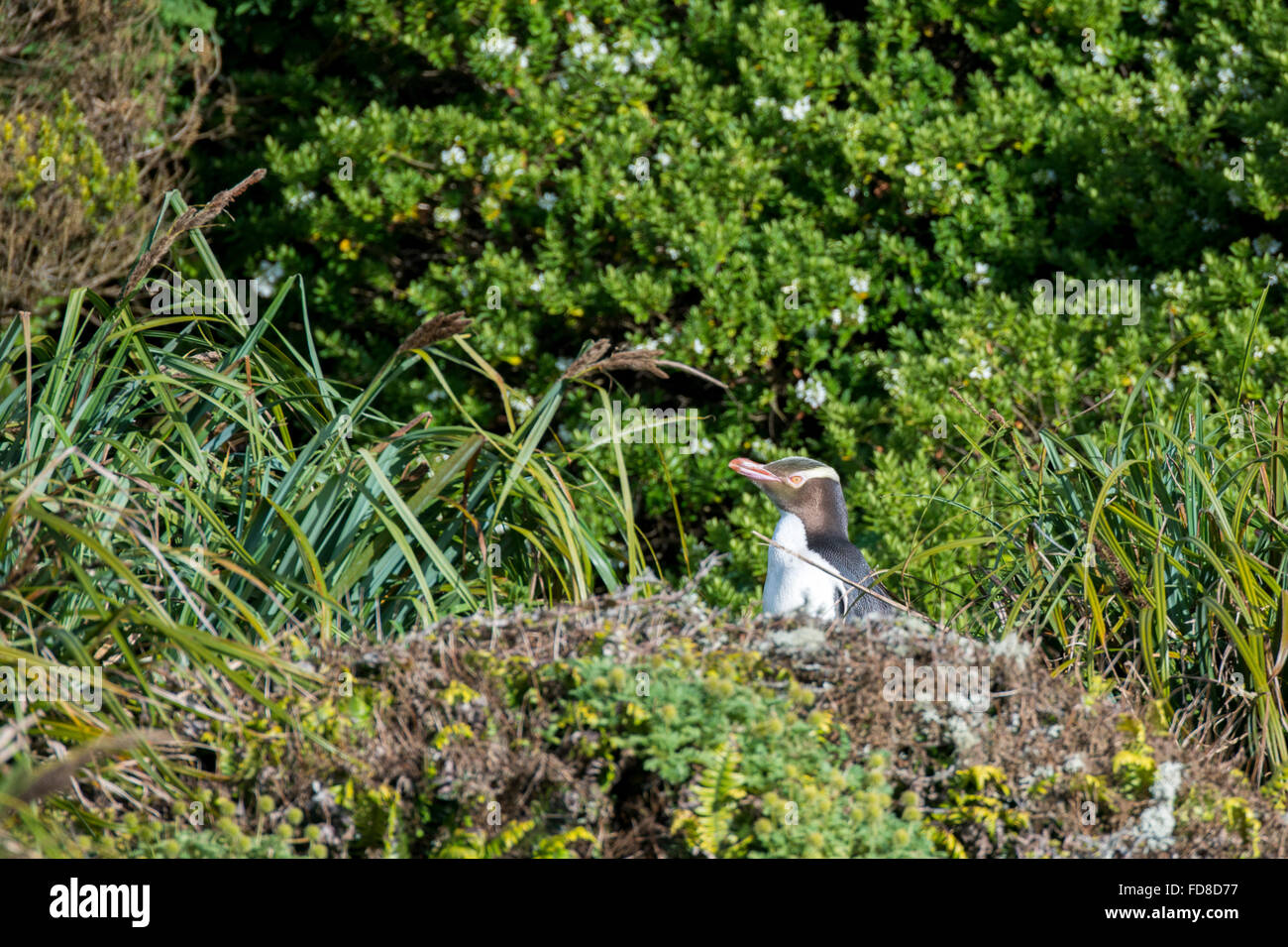 Neuseeland, Auckland-Inseln, Enderby Insel, Sandy Bay. Endemische gelbäugige Panguin (Megadyptes Antipodes) im Lebensraum Wald. Stockfoto