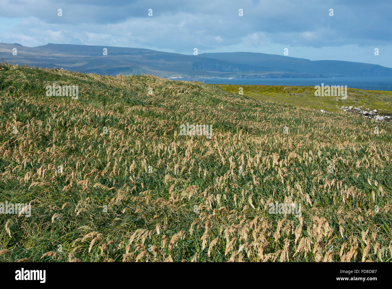 Neuseeland, Auckland-Inseln, unbewohnte Inselgruppe im Südpazifik, Enderby Insel. Tussac Grass (Poa Litorosa). Stockfoto