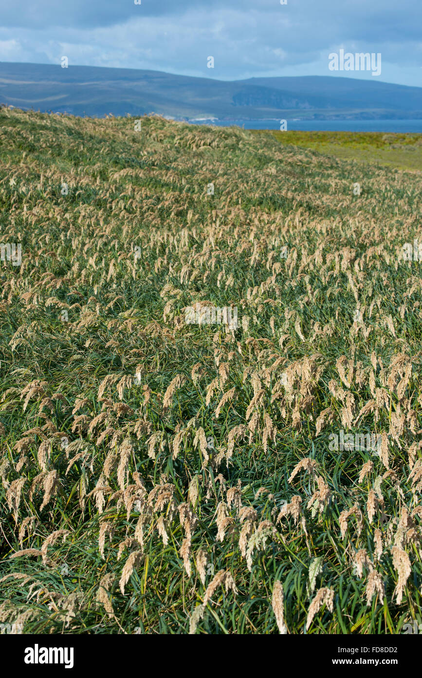 Neuseeland, Auckland-Inseln, unbewohnte Inselgruppe im Südpazifik, Enderby Insel. Tussac Grass (Poa Litorosa). Stockfoto