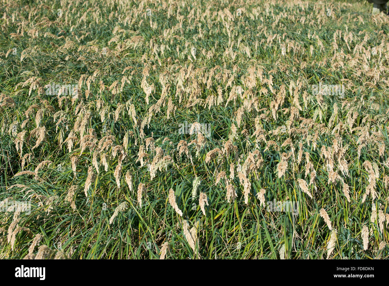 Neuseeland, Auckland-Inseln, unbewohnte Inselgruppe im Südpazifik, Enderby Insel. Tussac Grass (Poa Litorosa). Stockfoto