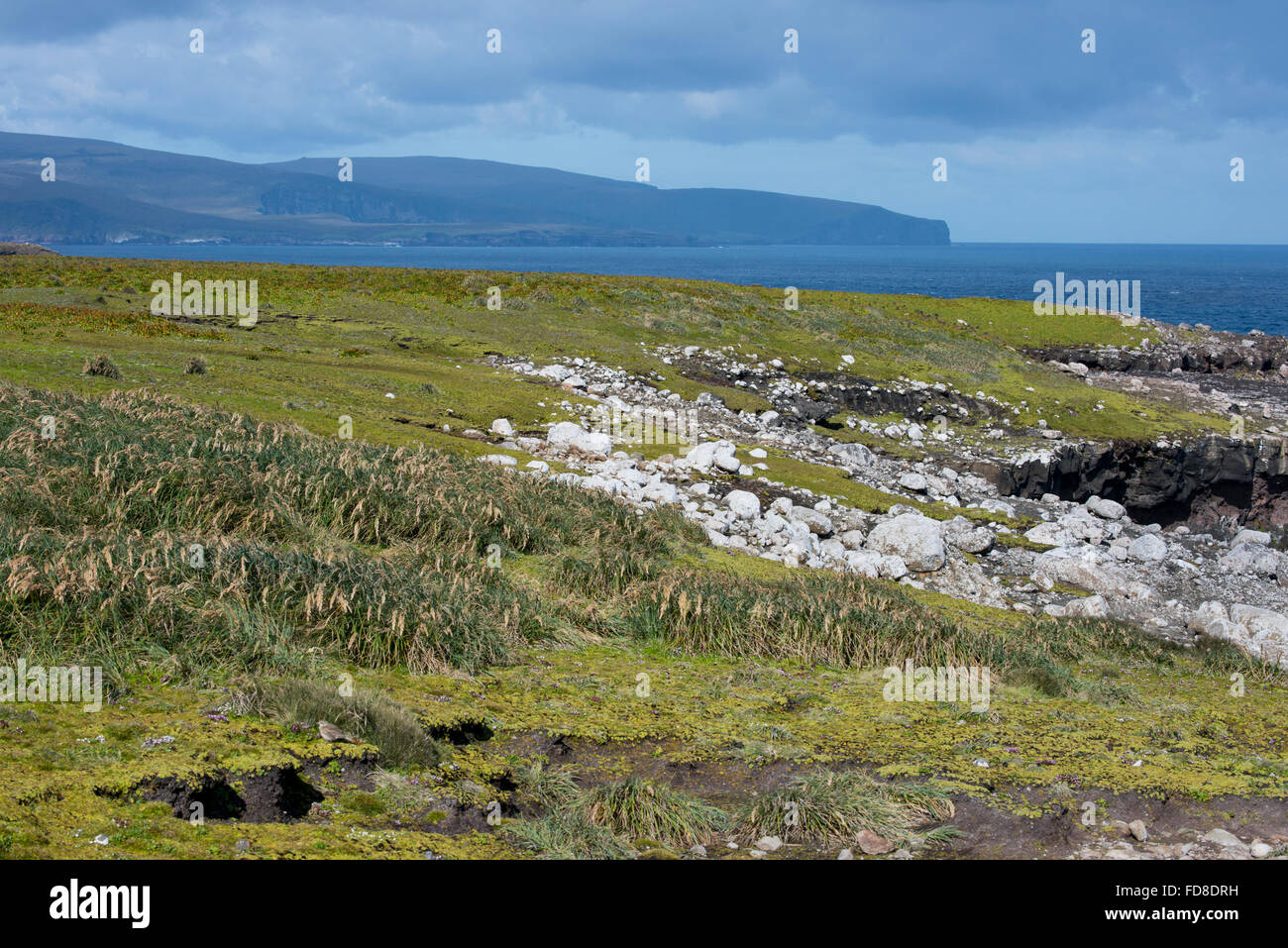 Neuseeland, Auckland-Inseln. Süd-Pazifik Küste Blick auf Enderby Insel. Tussac Grass (Poa Litorosa) aka Tussak. Stockfoto