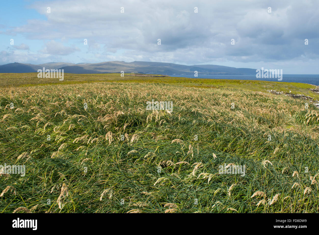 Neuseeland, Auckland-Inseln, unbewohnte Inselgruppe im Südpazifik, Enderby Insel. Tussac Grass (Poa Litorosa) Stockfoto