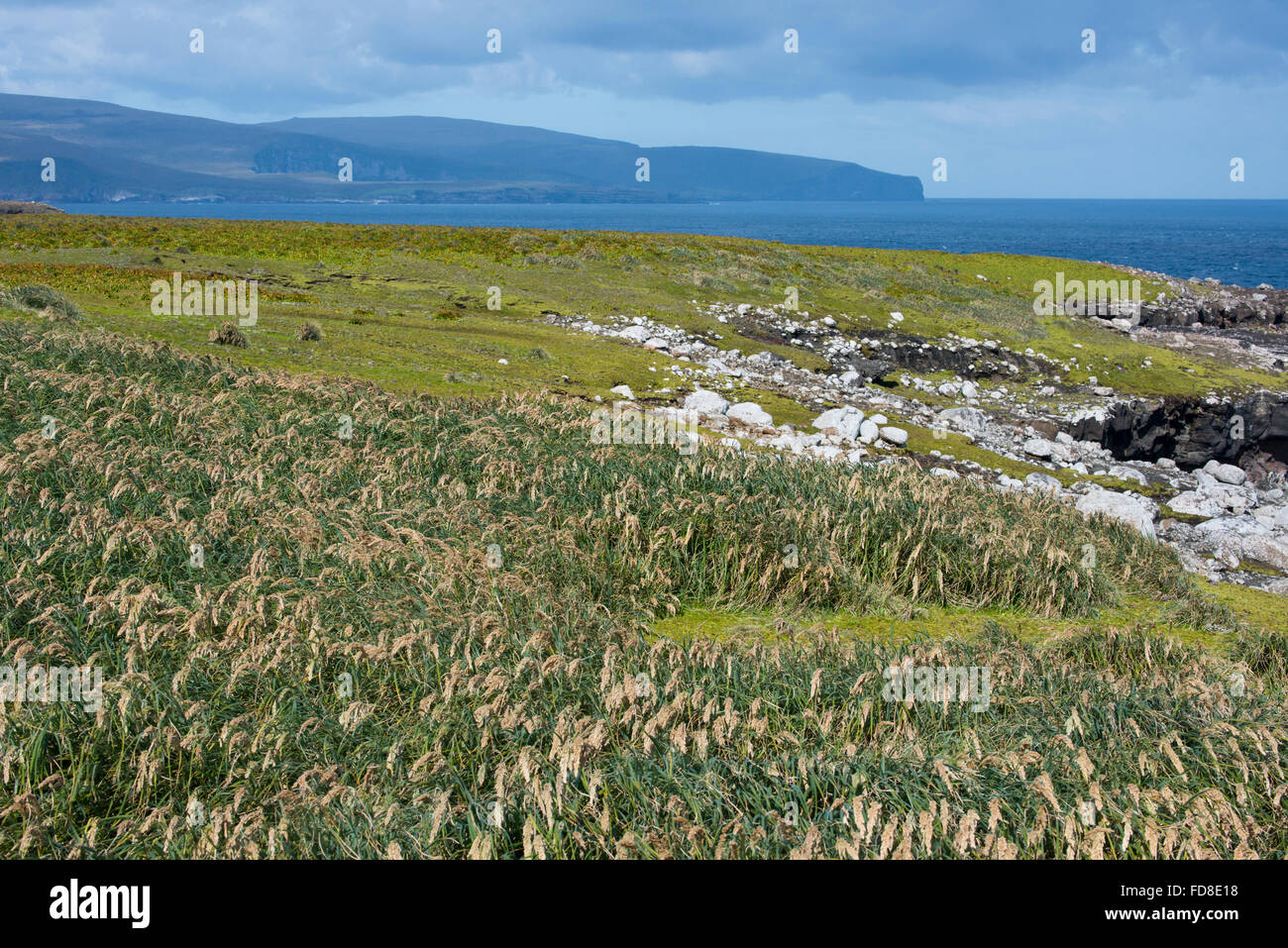 Neuseeland, Auckland-Inseln. Süd-Pazifik Küste Blick auf Enderby Insel. Tussac Grass (Poa Litorosa) aka Tussak. Stockfoto