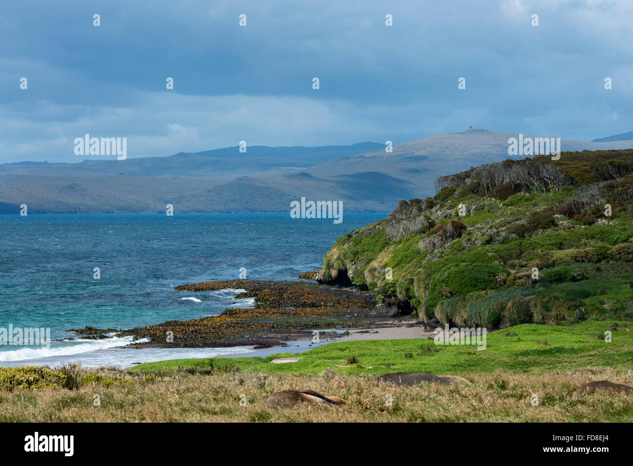 Neuseeland, Auckland-Inseln, unbewohnte Inselgruppe im Südpazifik, Enderby Insel. Stockfoto