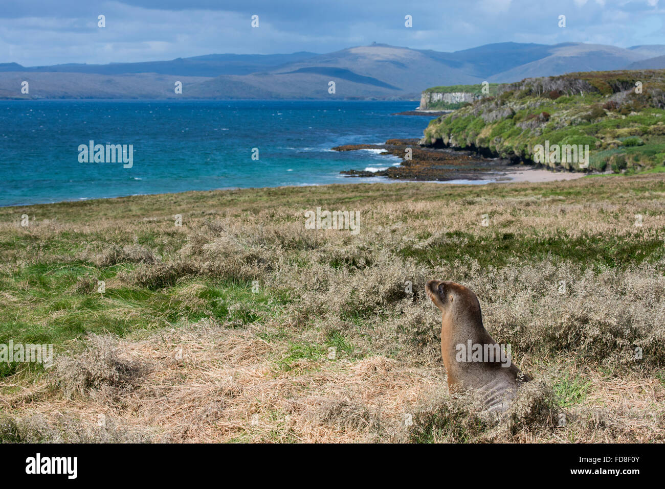 Neuseeland, Auckland-Inseln, Süd Pazifik, Enderby Insel, Sandy Bay. Neuseeland Seelöwe (Phocarctos Hookeri). Stockfoto