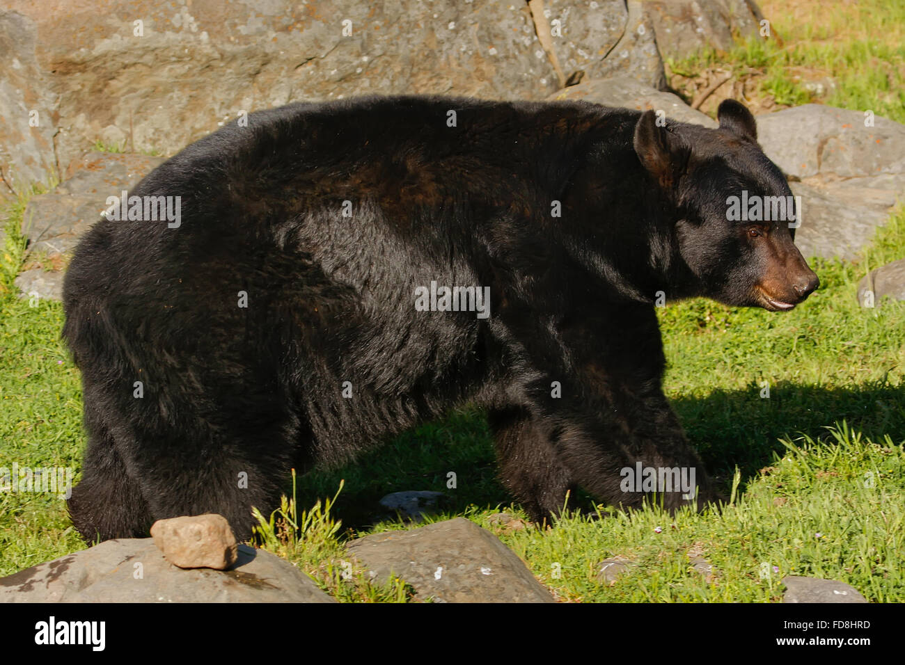 Amerikanische Schwarzbären (Ursus Americanus) zu Fuß in der Nähe von Felsen Stockfoto