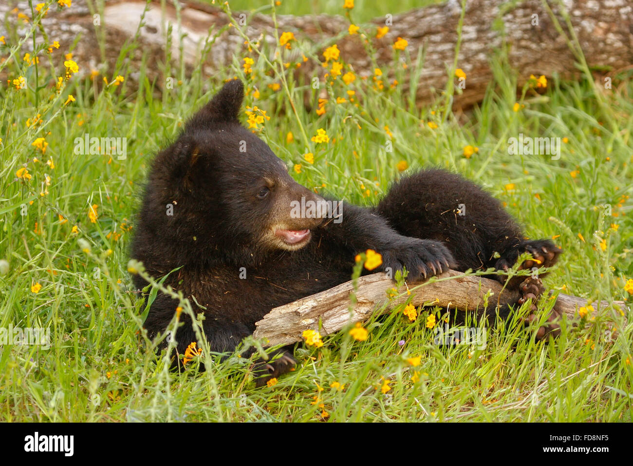 Baby amerikanischen Schwarzbären (Ursus Americanus) spielen mit einem Protokoll Stockfoto