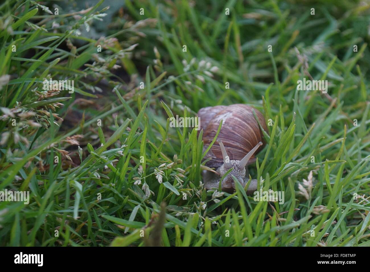 Helix Pomatia in der Wiese sitzen. Stockfoto