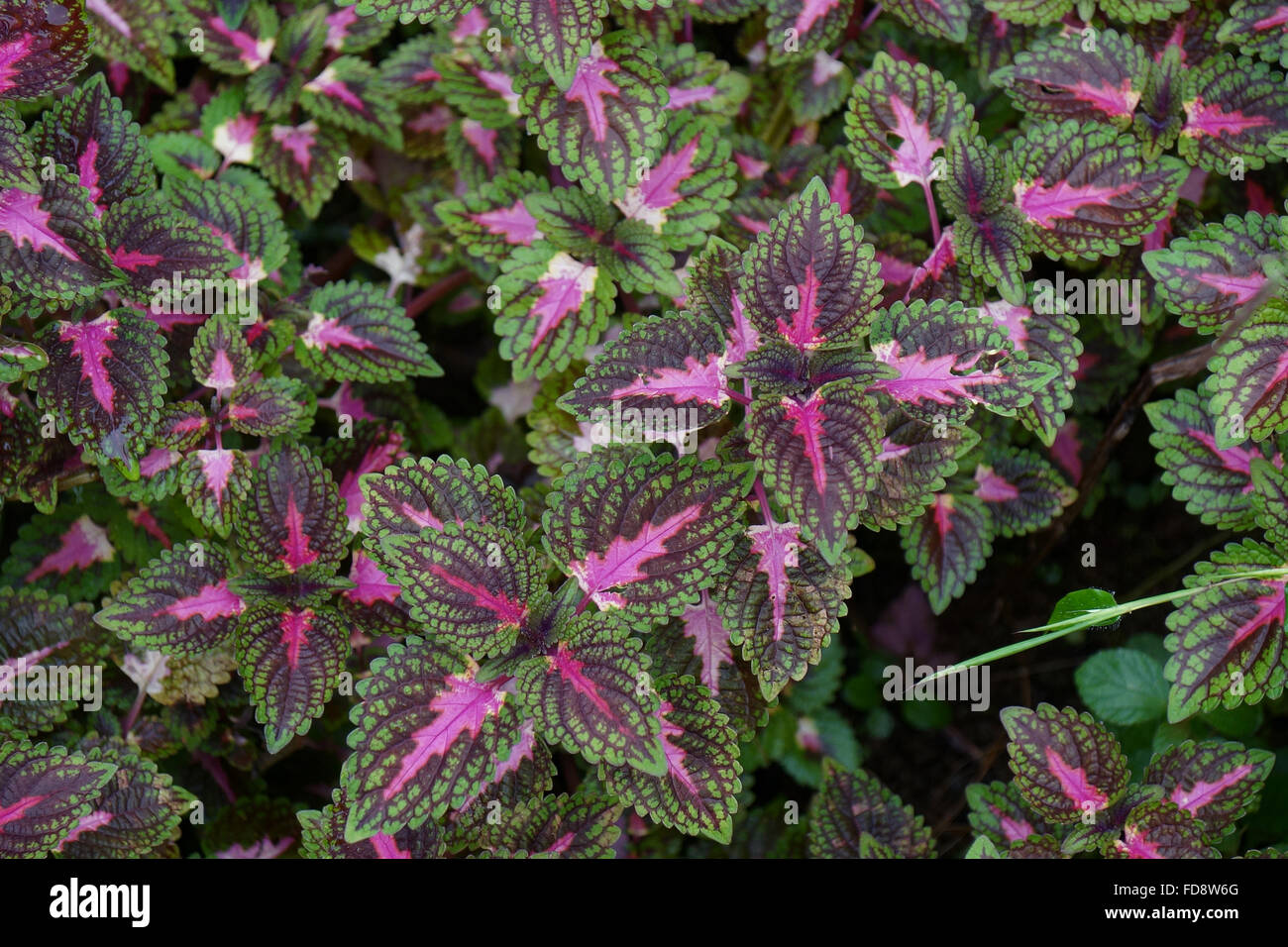 Eine Wassermelone Coleus Leaf Clusters in nativen Umgebung, Costa Rica. Stockfoto