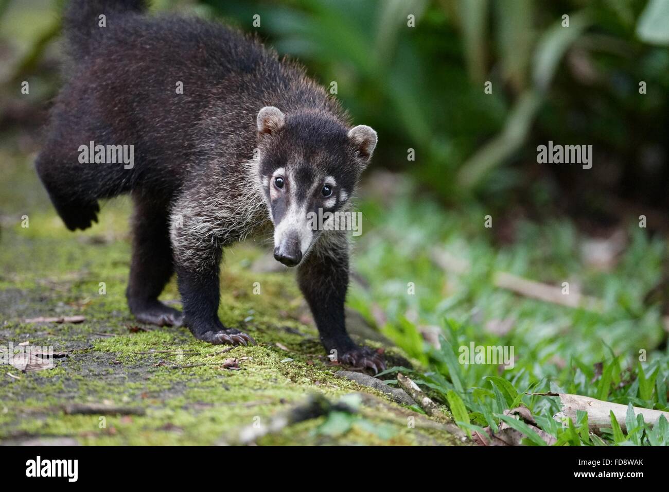 Erwachsenen Nasenbär zu Fuß in Richtung des Betrachters. Stockfoto