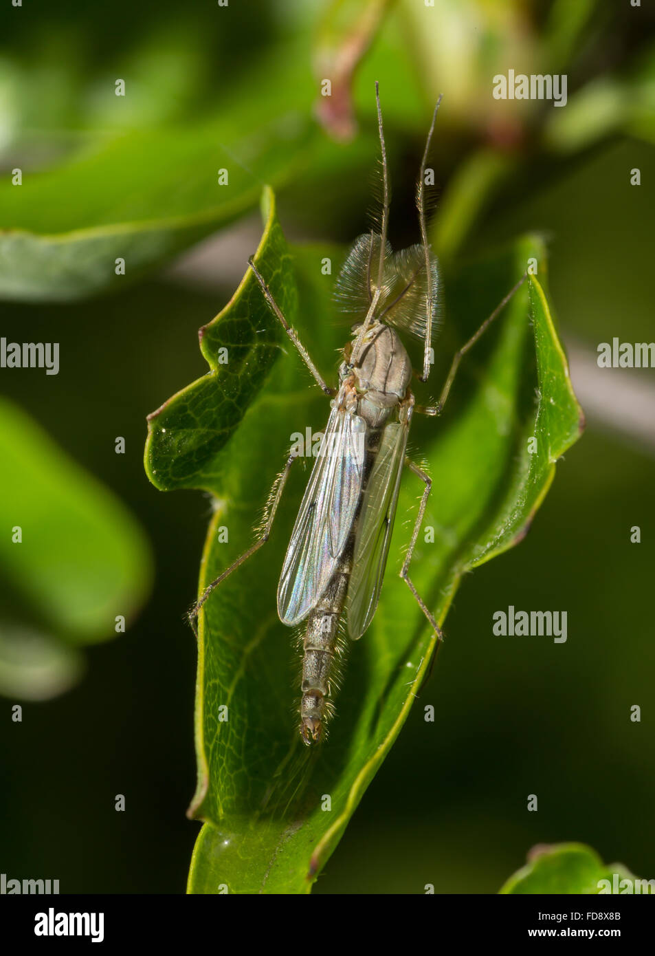 Fliegen Sie auf ein Blatt im Frühjahr Stockfoto