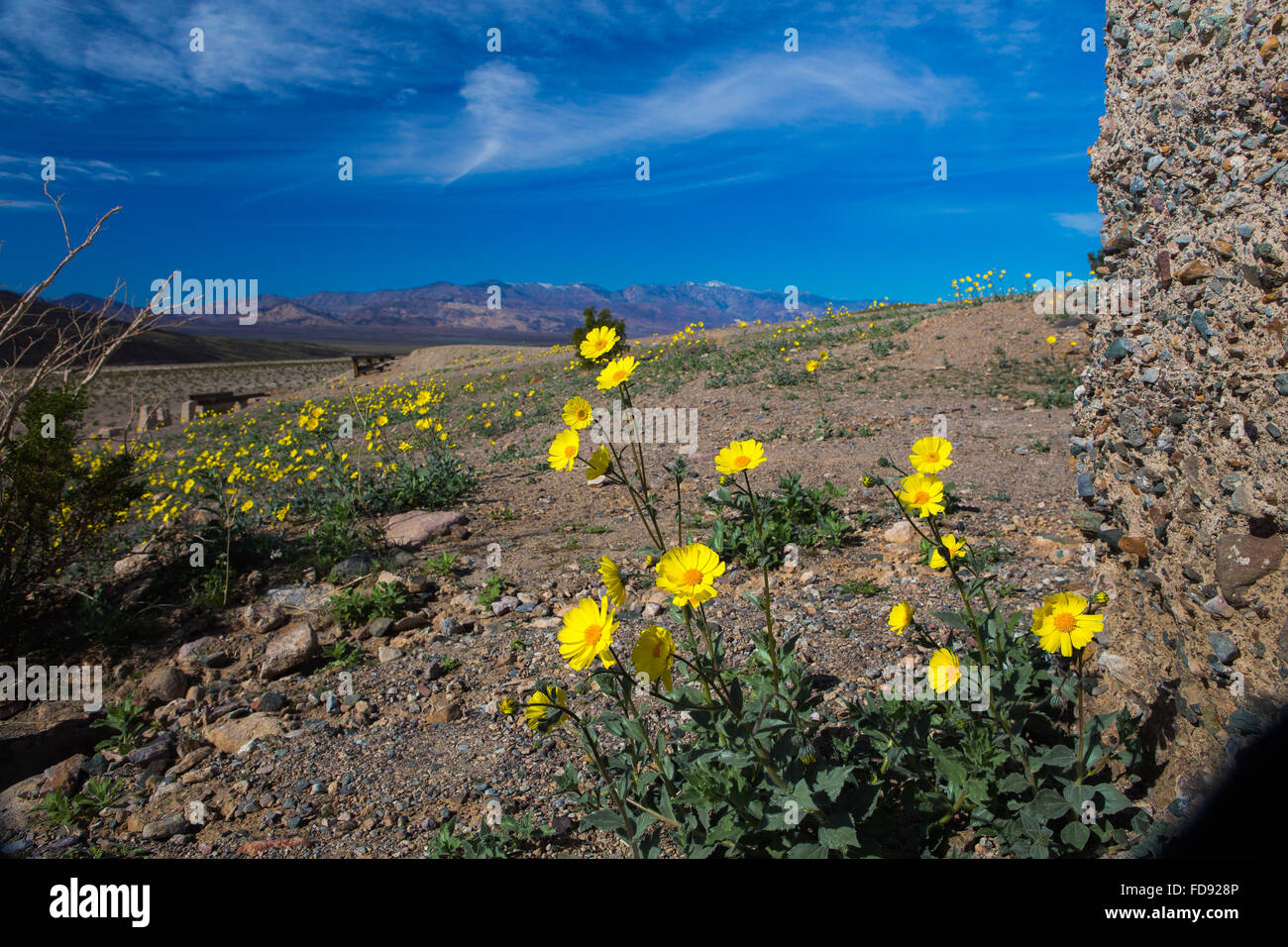 Frühe Wildblumen Wüstengolden 'Geraea canescens' blühen in der Ashford Mühle Death Valley im Januar 2016 Stockfoto