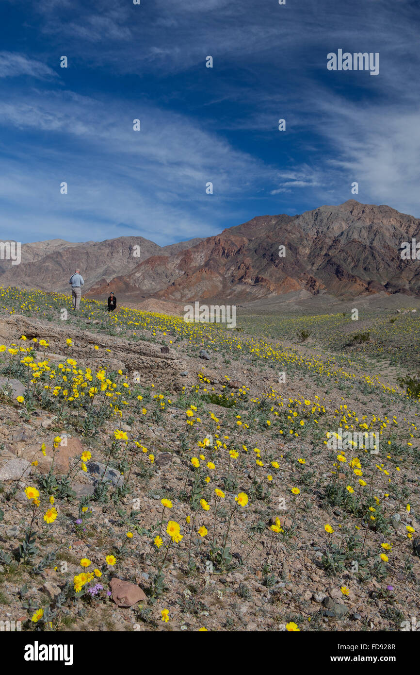 Frühe Wildblumen Wüstengolden 'Geraea canescens' blühen in der Ashford Mühle Death Valley im Januar 2016 Stockfoto