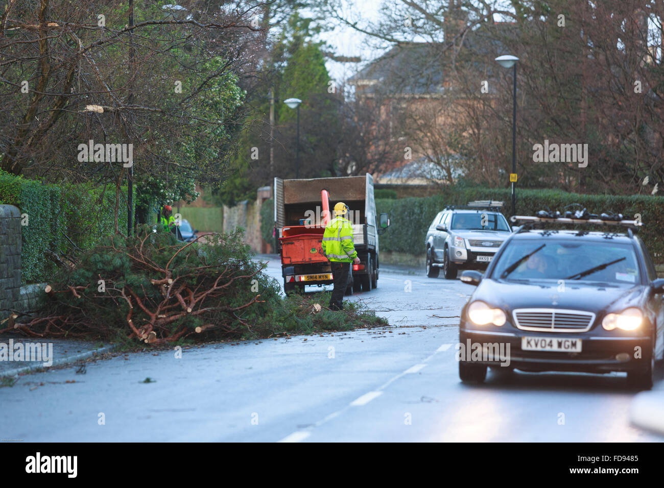 Edinburgh, UK. 29. Januar 2016. Schottland von Gertrude Sturm zerschlagen. Ein umgestürzter Baum blockierte die Straße im Hermitage Drive, Edinburgh. Pako Mera/Alamy Live-Nachrichten. Stockfoto