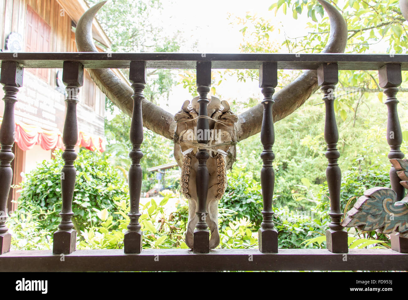 Schädel-Kuh gebunden zu einer Veranda Stockfoto