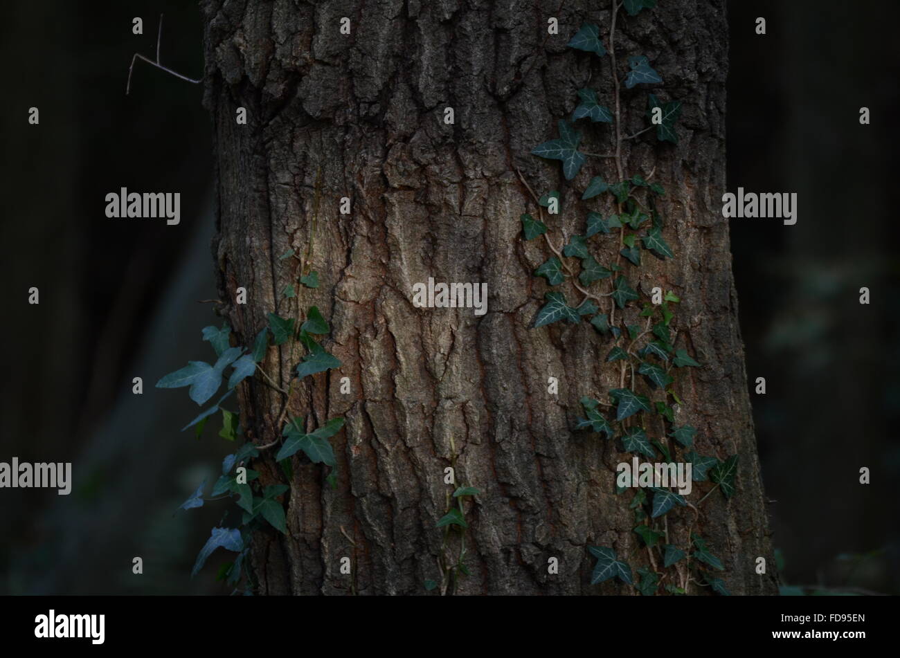 Efeu wächst auf Baumstamm Stockfoto