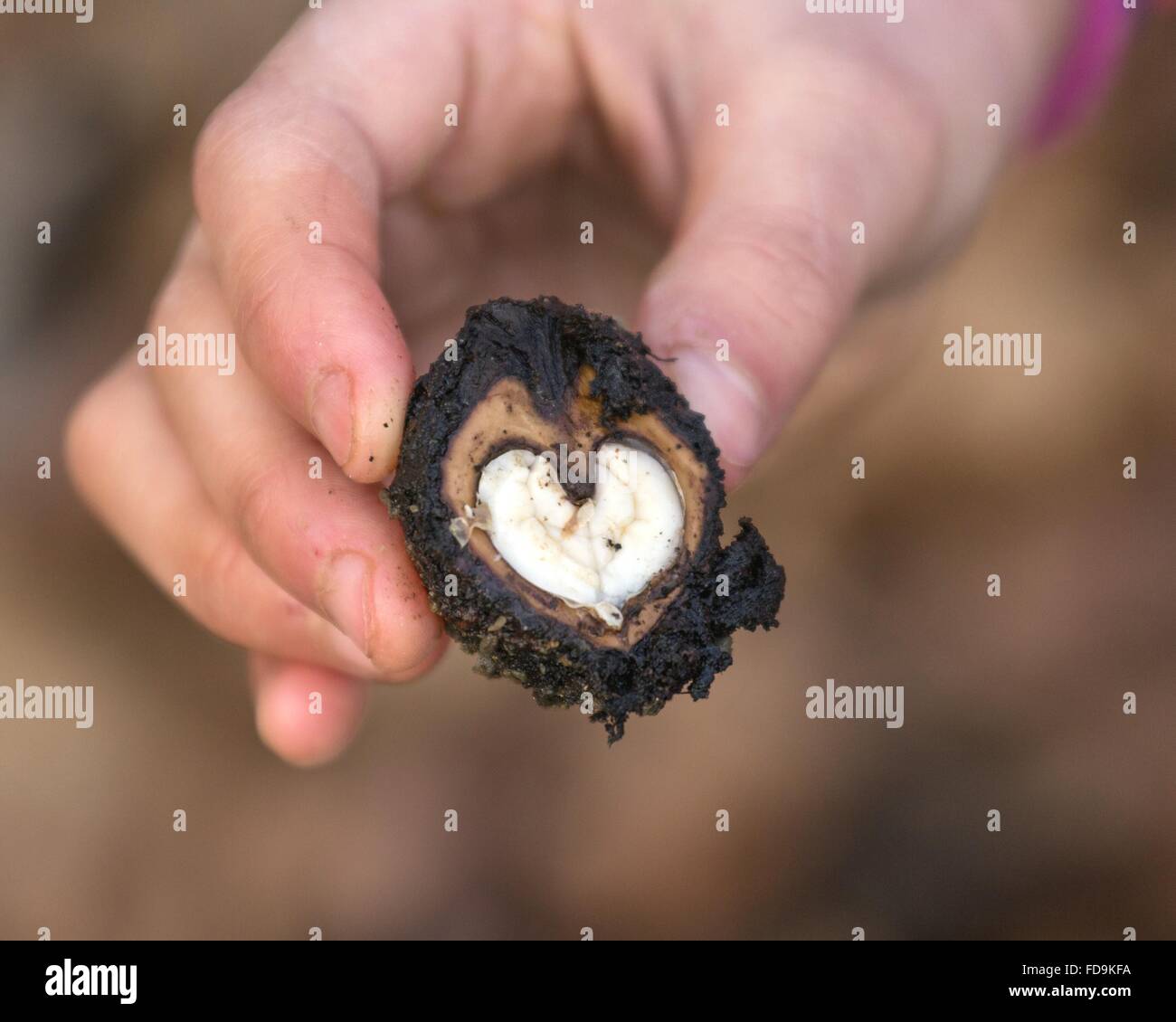 Abgeschnittenen Hand mit Herz Form Wasserkastanien Stockfotografie - Alamy