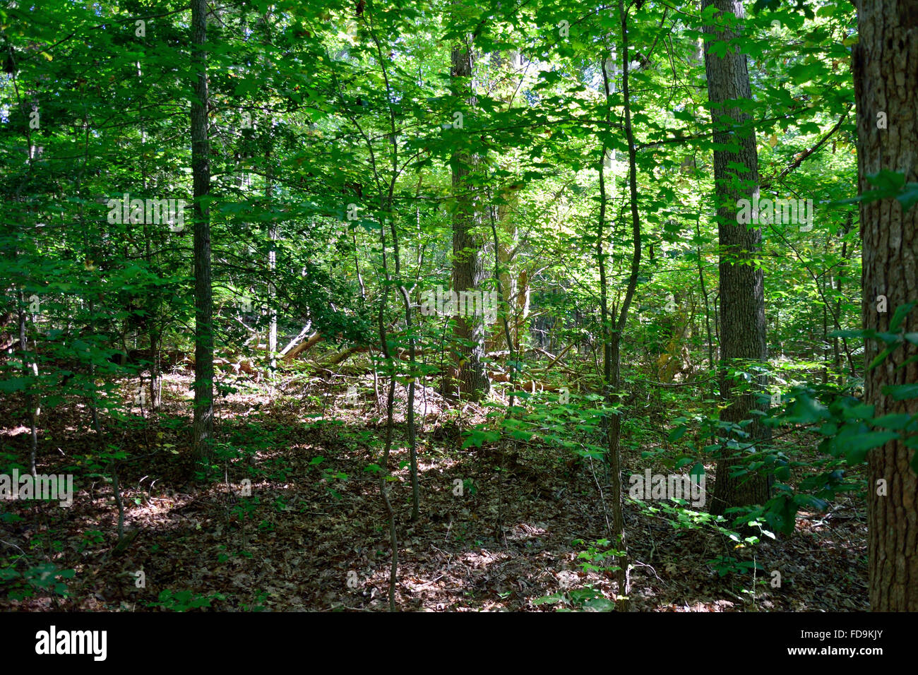 Wildnis-Schlachtfeld Stockfoto