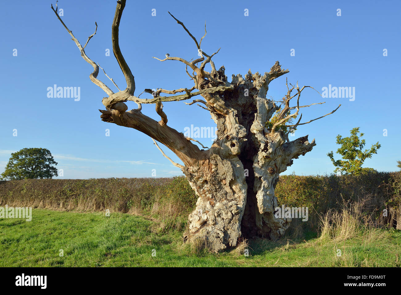 Alte (Englisch) Pedunculate Eiche - Quercus robur Stockfoto