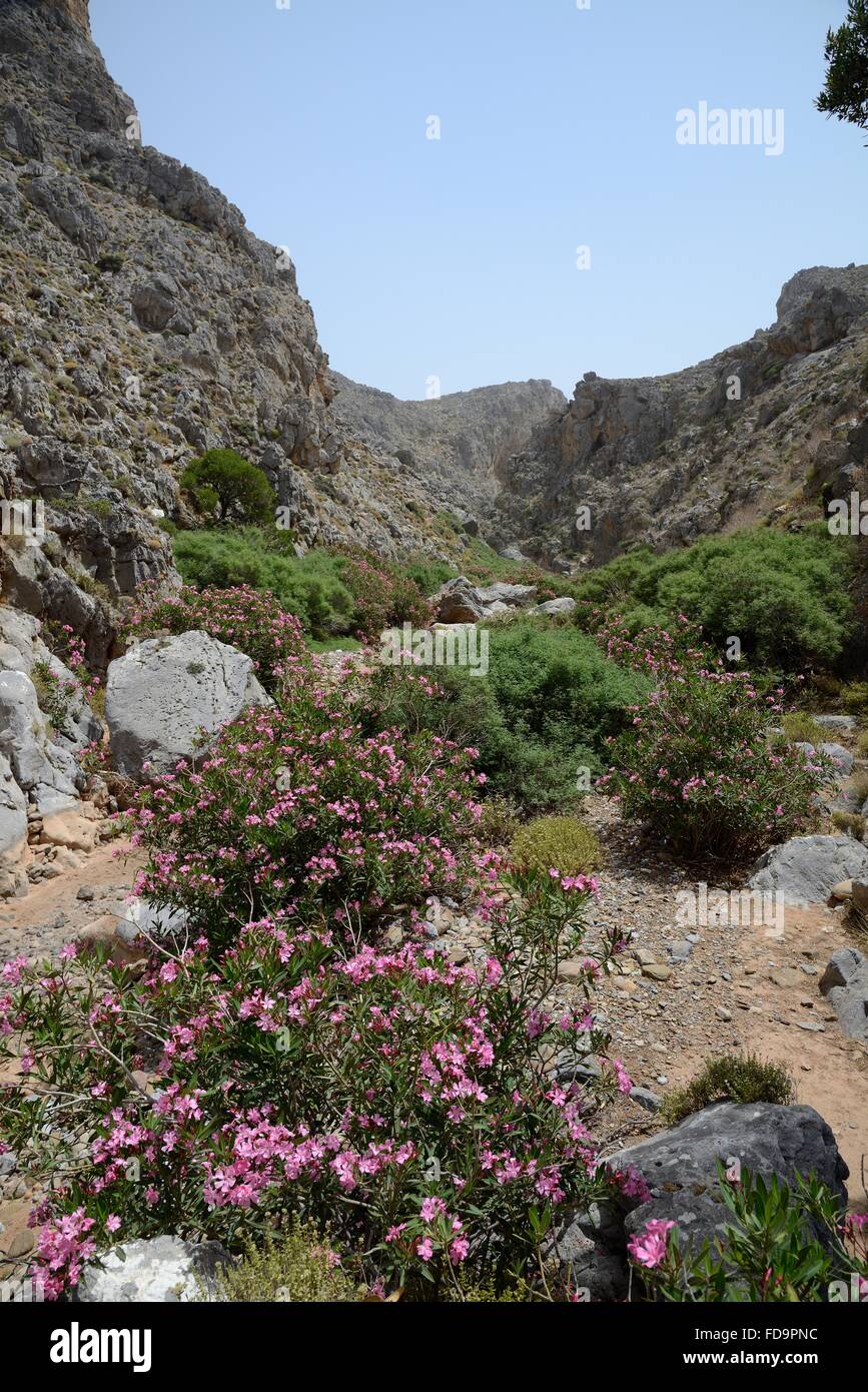 Oleanderbüsche (Nereum Oleander) blüht in Hohlakies / Chochlakies Schlucht, Lassithi, Ost Kreta, Griechenland. Stockfoto