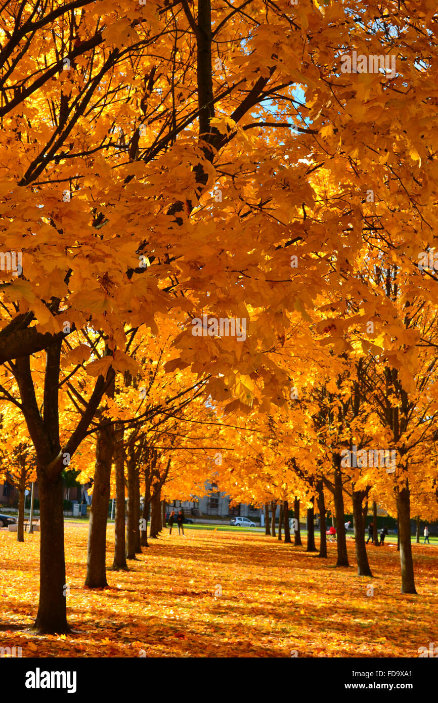 Goldener Herbst in Riga, Lettland Stockfoto
