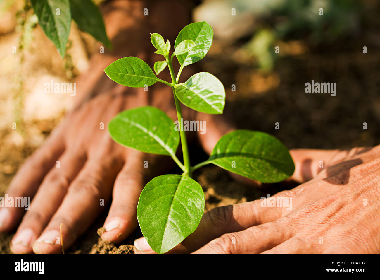 1 Erwachsener Mann Boden Pflanzen Pflanzung Stockfoto
