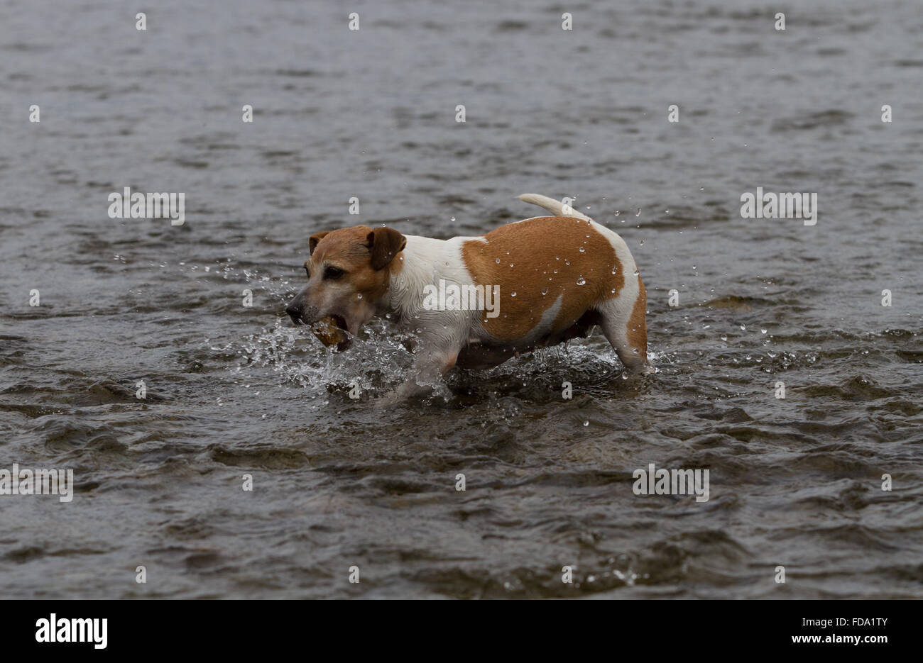 Der Jack Russell Terrier Spritzer in Bala Lake PIP Stockfoto