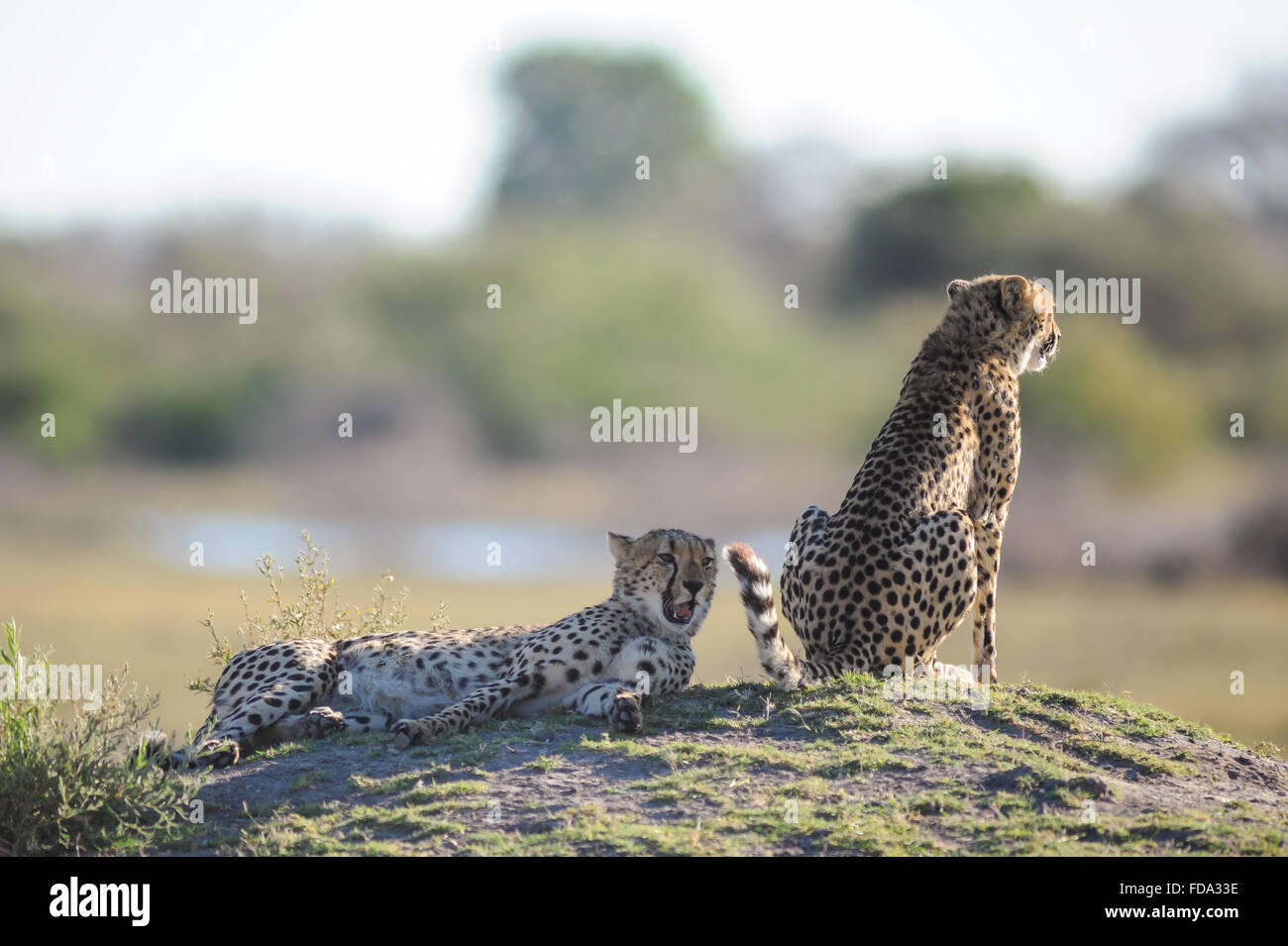 Männlichen und Weiblichen Geparden (Acinonyx jubatus) auf termitenhügel Hill im Morgenlicht im Moremi Nationalpark (2. Brücke), Botswana Stockfoto