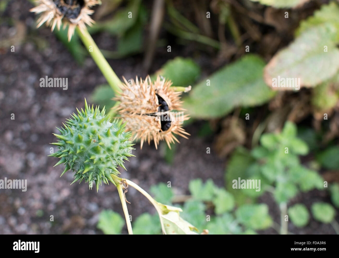 Thorn Apple Weed Datura Stramonium Pflanze im Herbst. Weitere Trivialnamen sind Jimson Unkraut oder Schlinge des Teufels. Stockfoto