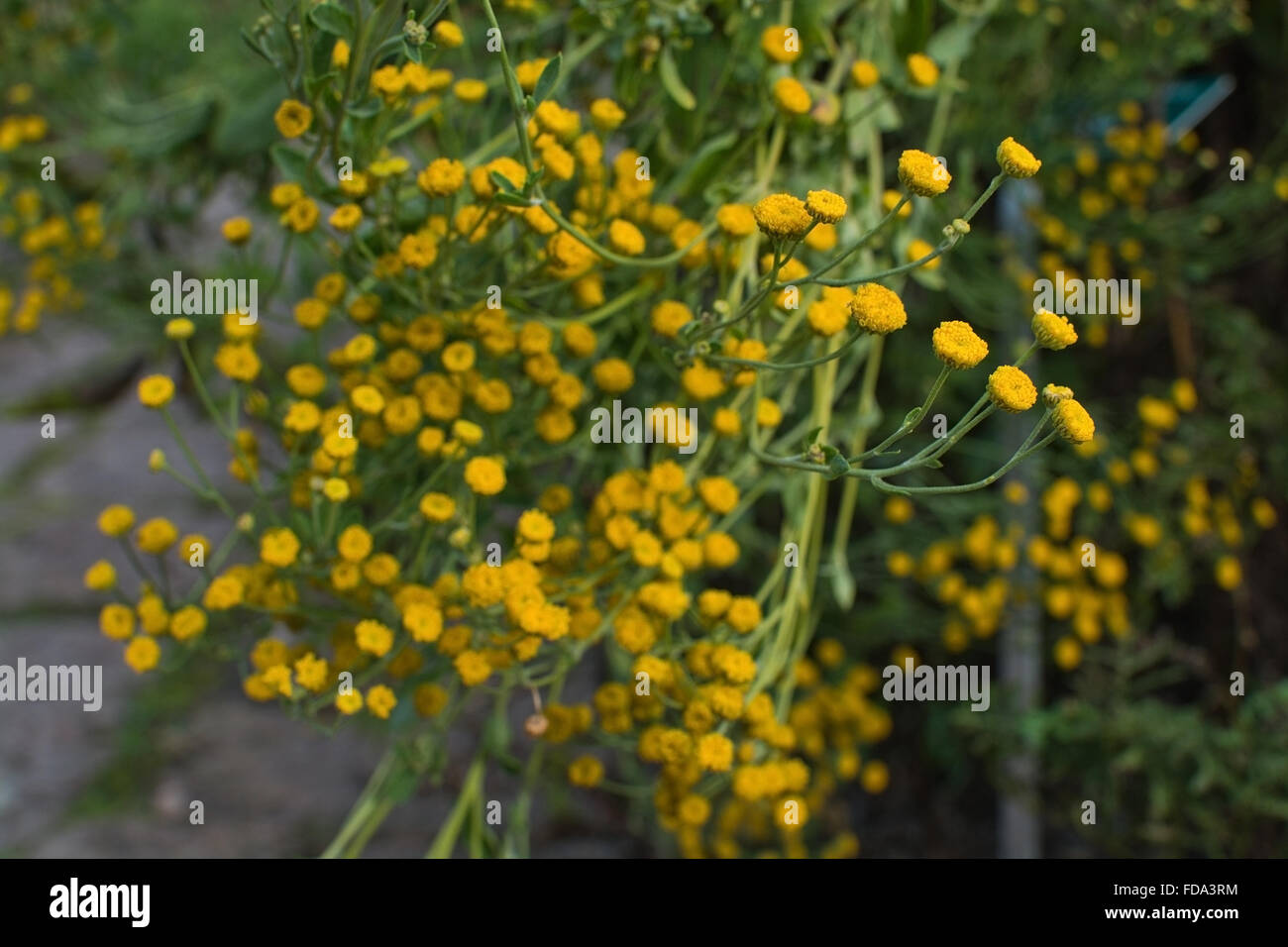 Kamille Matricaria Chamomille Blumen pflanzliche Heilpflanze. Stockfoto