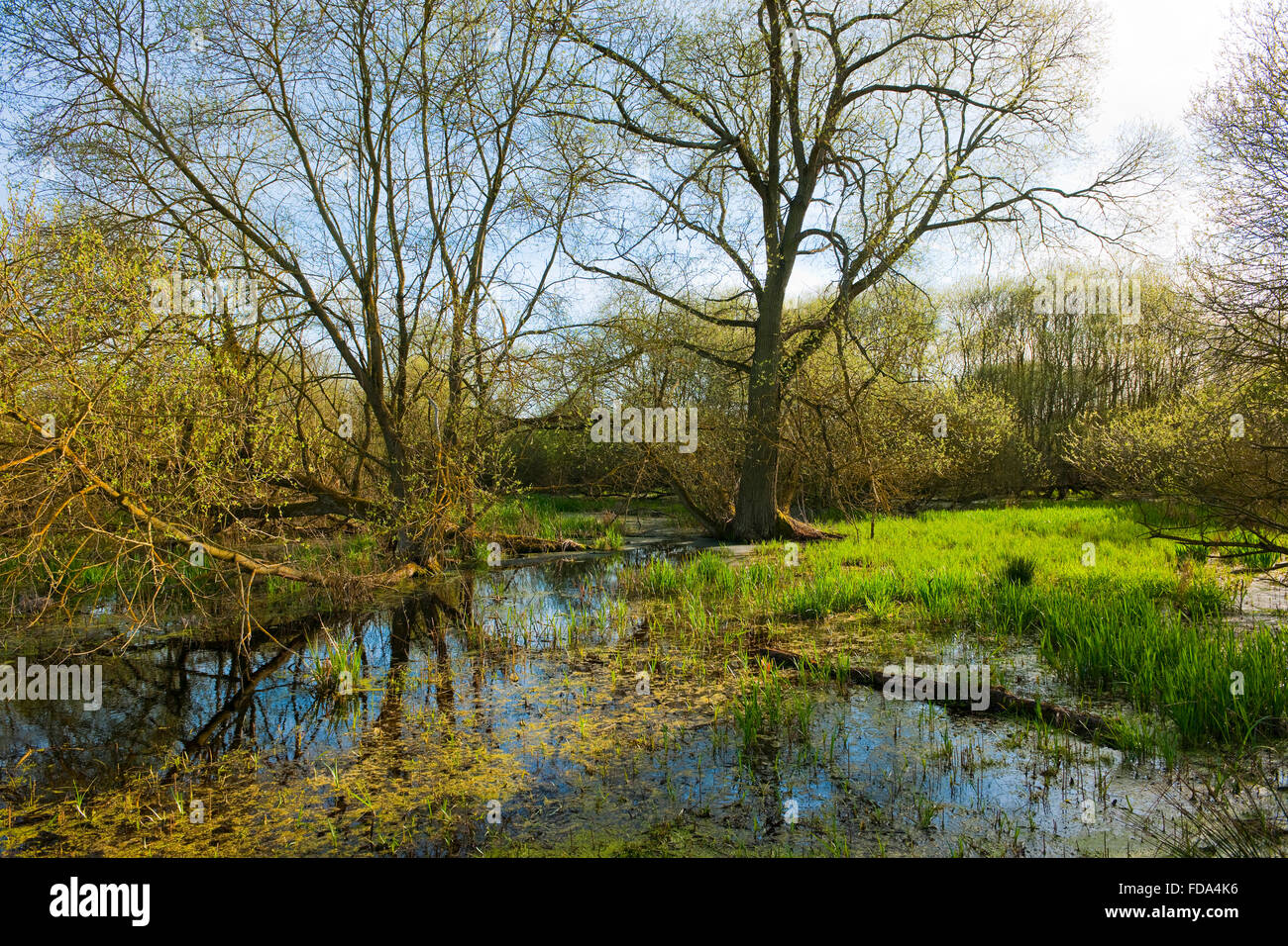 Nadelholz-Aue mit Weiden (Salix Sp.) im Frühjahr, Drömling Naturschutzgebiet, Niedersachsen, Deutschland Stockfoto