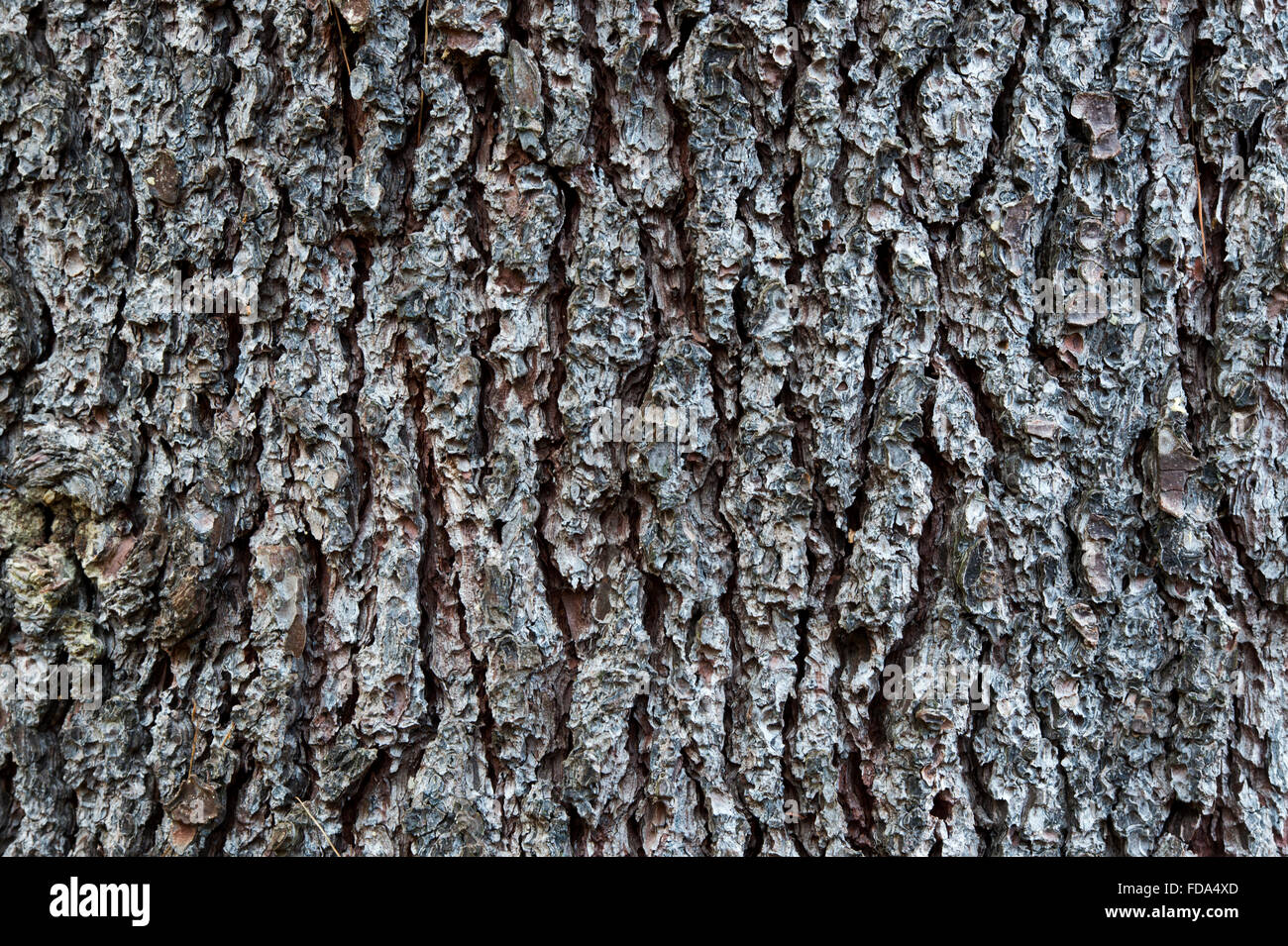 Pinus Lambertiana. Zucker-Kieferrinde Stockfoto