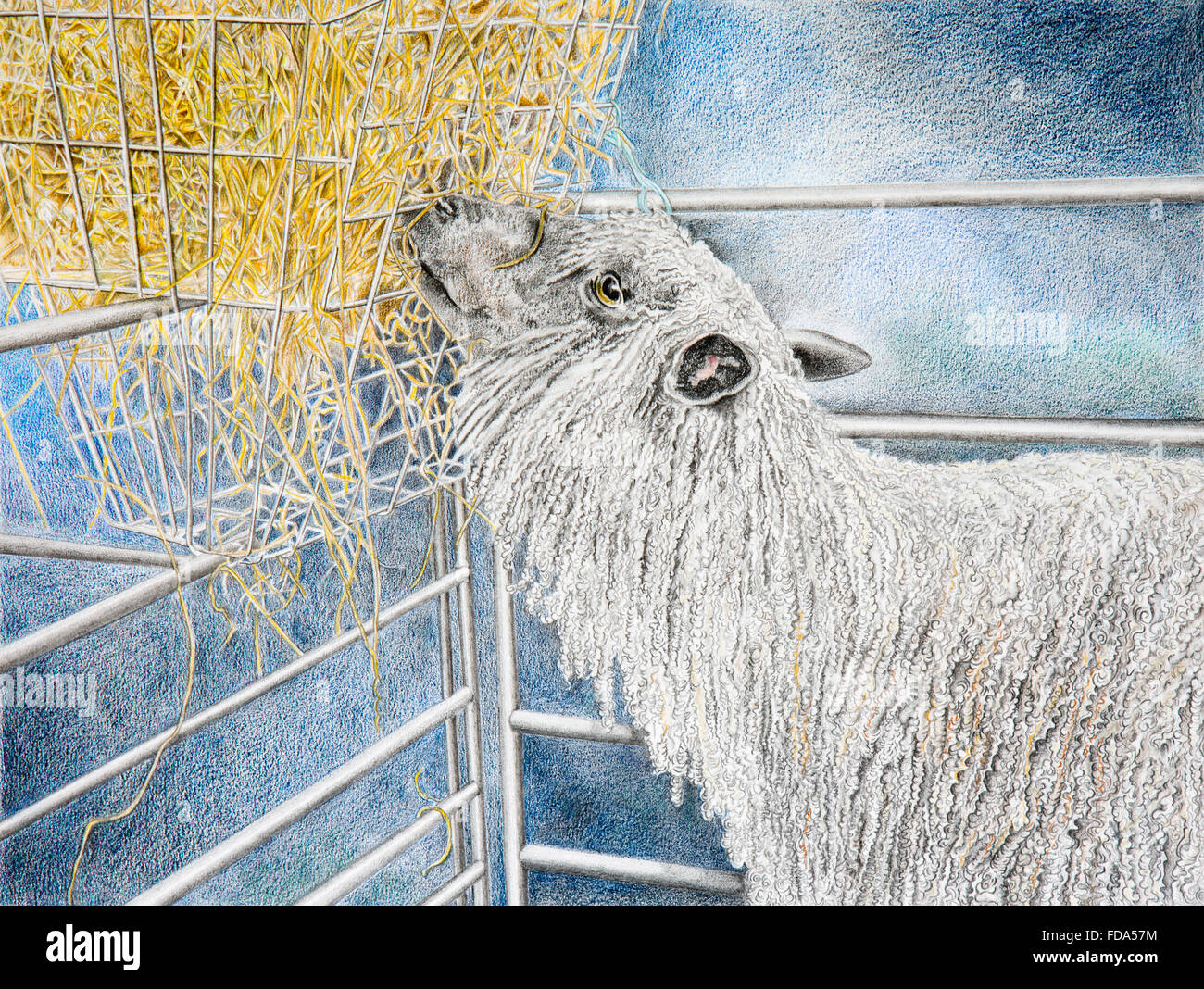 Tierhaltung, Bleistift Wensleydale Schafe Essen Heu aus indoor Feeder, farbige Illustration von Hazel McAllister Stockfoto