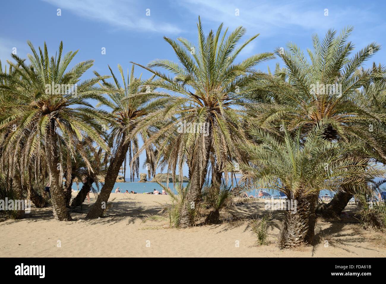 Vai-Strand mit kretischen Dattelpalmen (Phoenix Theophrasti), Lassithi, Ost Kreta, Griechenland. Stockfoto