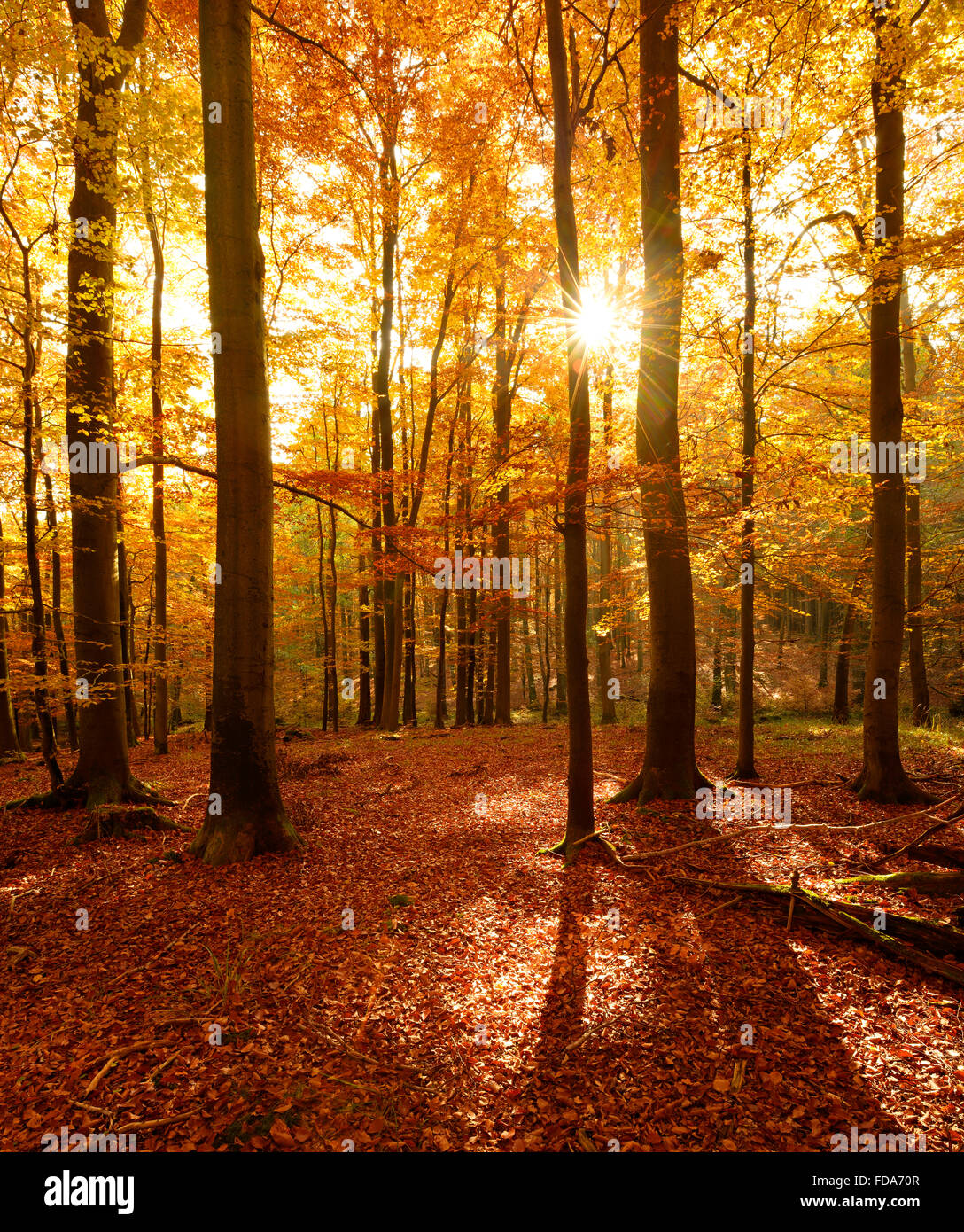 (Fagus SP.)-Buchenwald im Herbst, Sonnenstrahlen durch Bäume, Harz, Sachsen-Anhalt, Deutschland Stockfoto