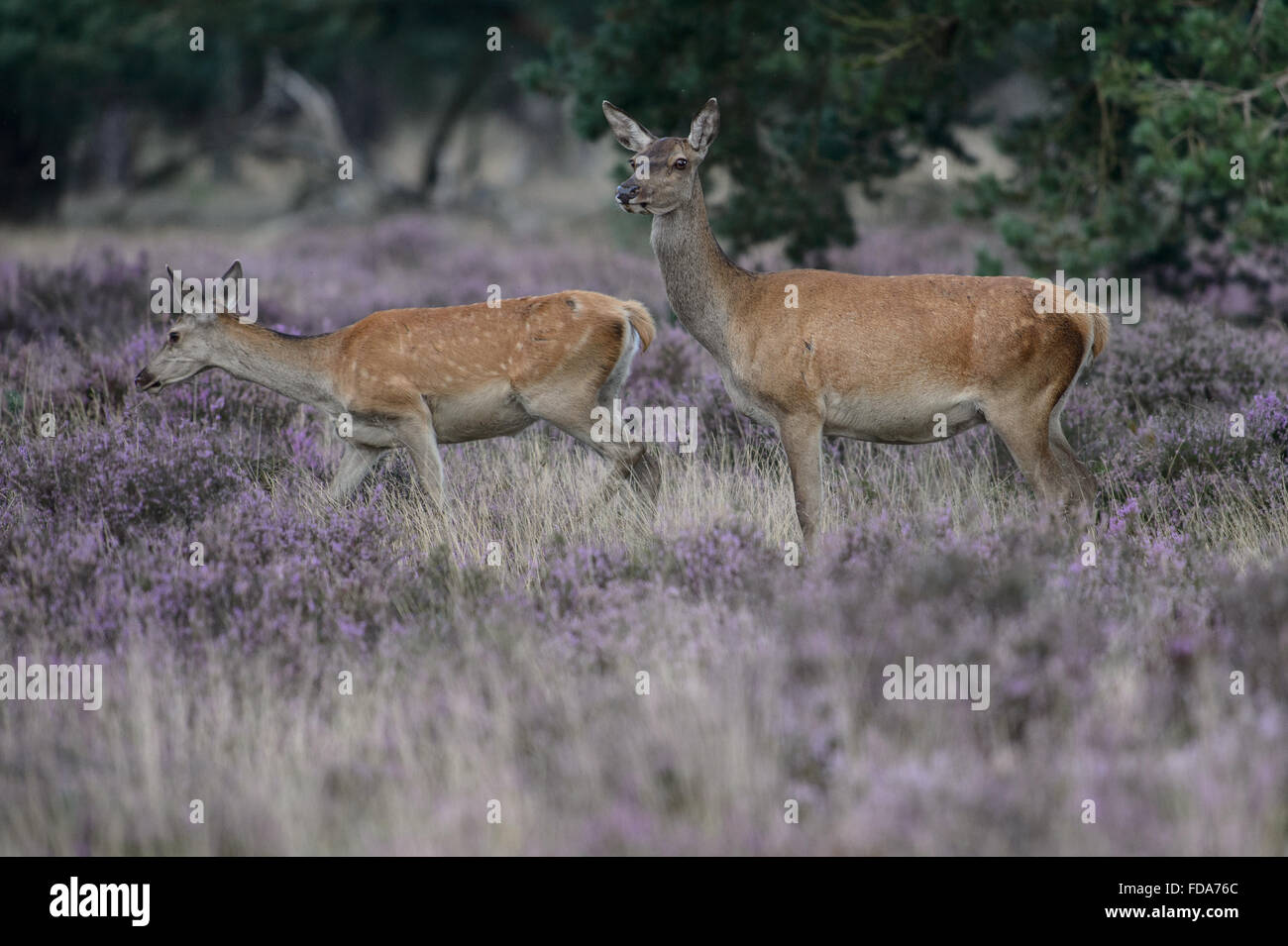 Zwei rote Rotwild ist lila Heidekraut blühen Stockfoto