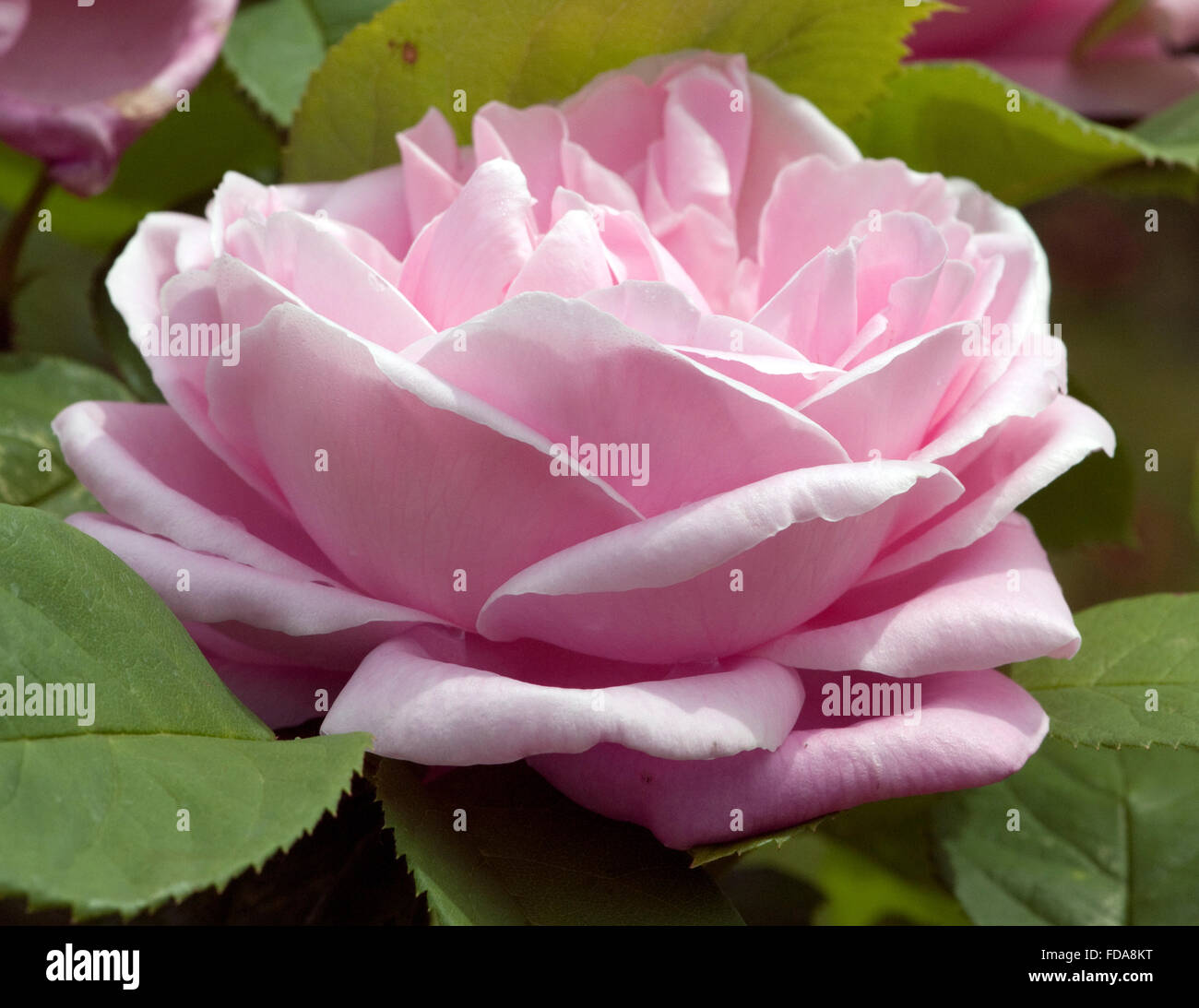 Strauchrose, Baronne A. de Rothschild Stockfoto
