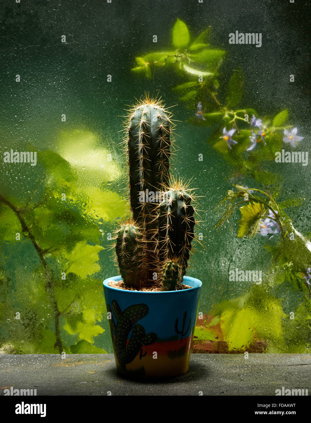 Ein Kaktus in einem Topf auf der Gewächshaus-Bank Stockfoto