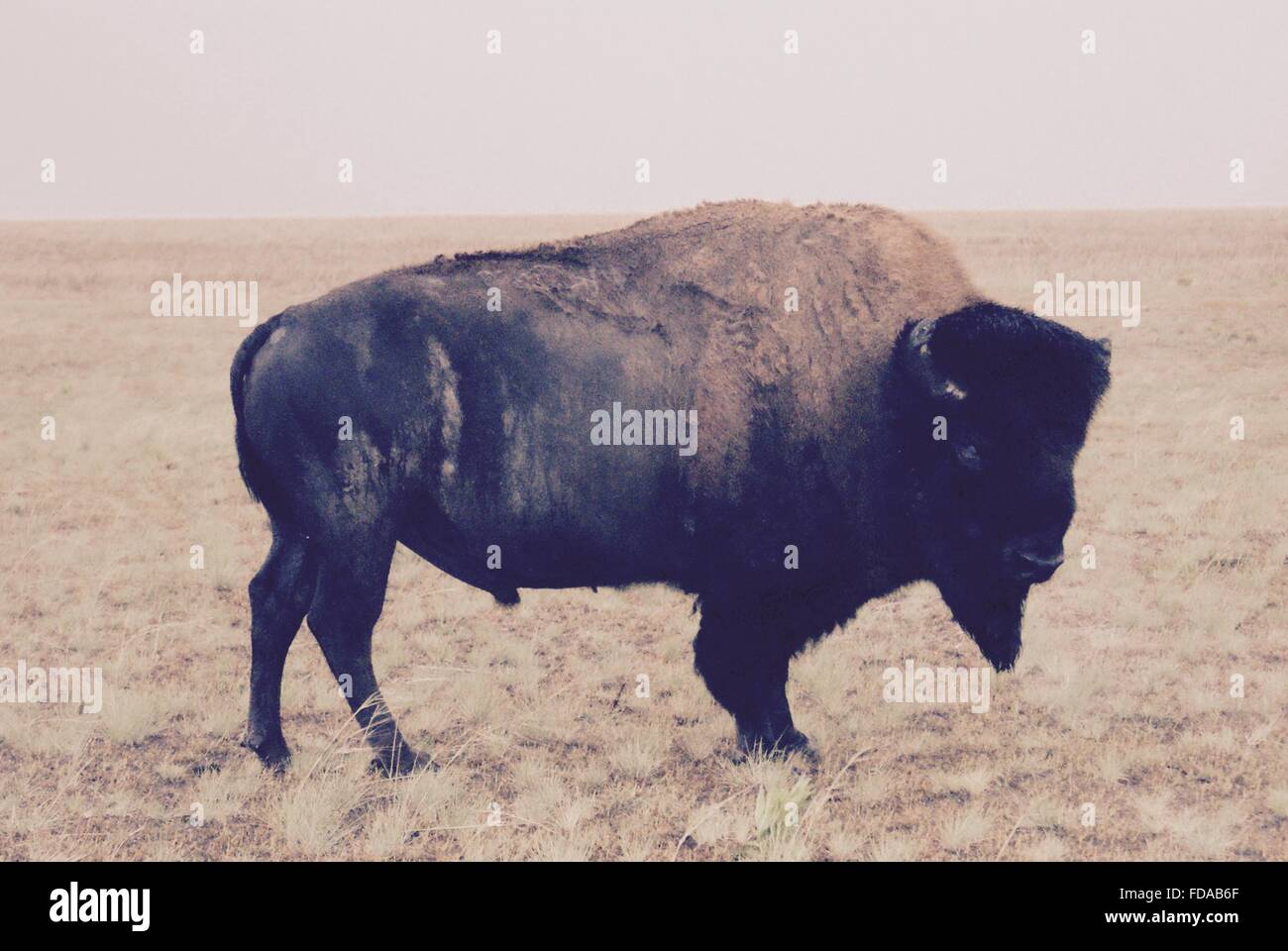 Bison aus Westen. Stockfoto