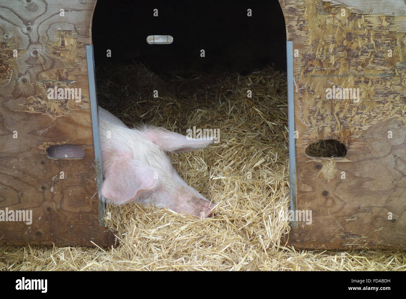 Schlafenden Schwein, Surrey Docks Farm, Rotherhithe, London UK Stockfoto