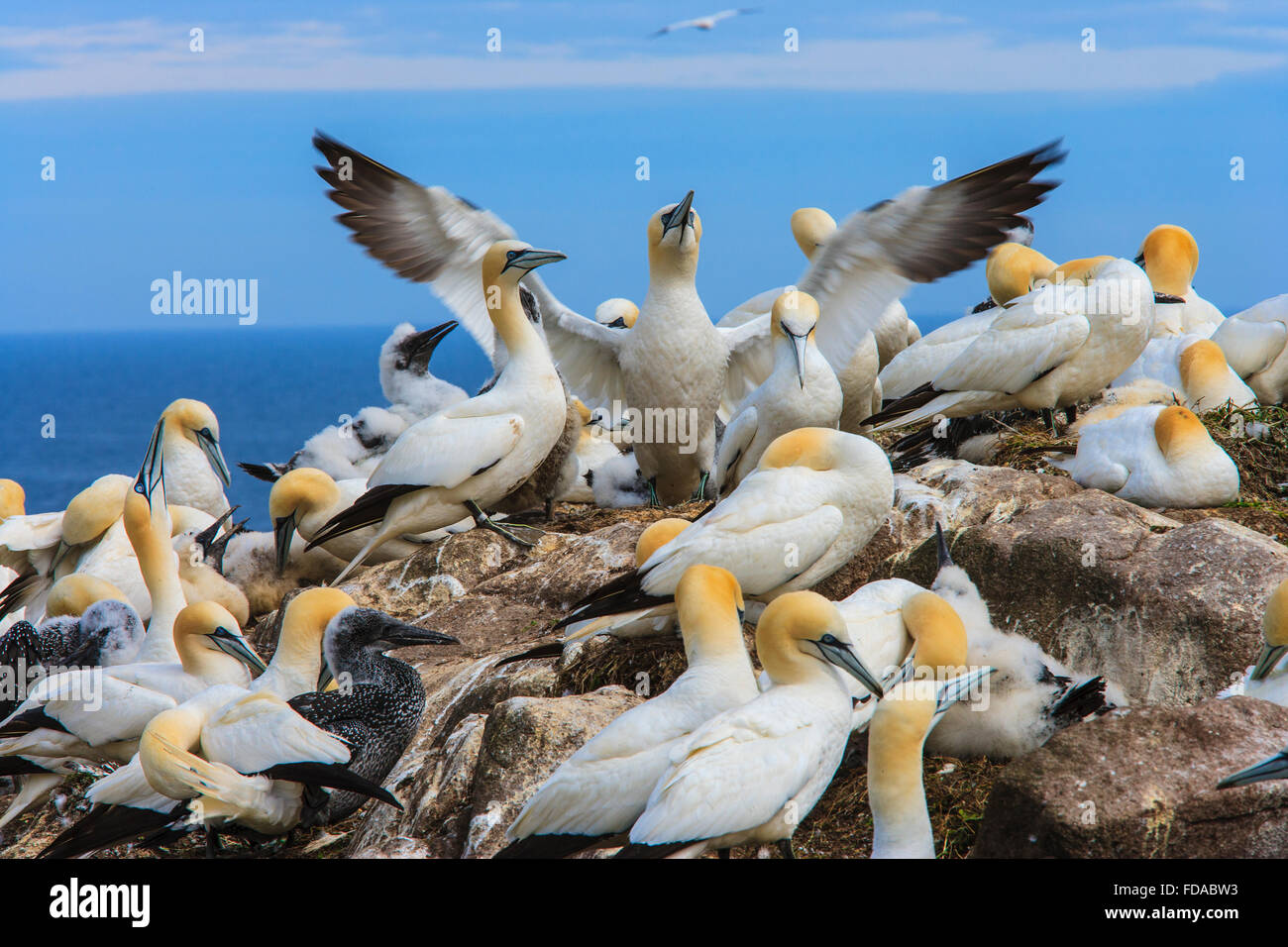 Kolonie der Basstölpel Morus Bassanus Seevögel uk Stockfoto