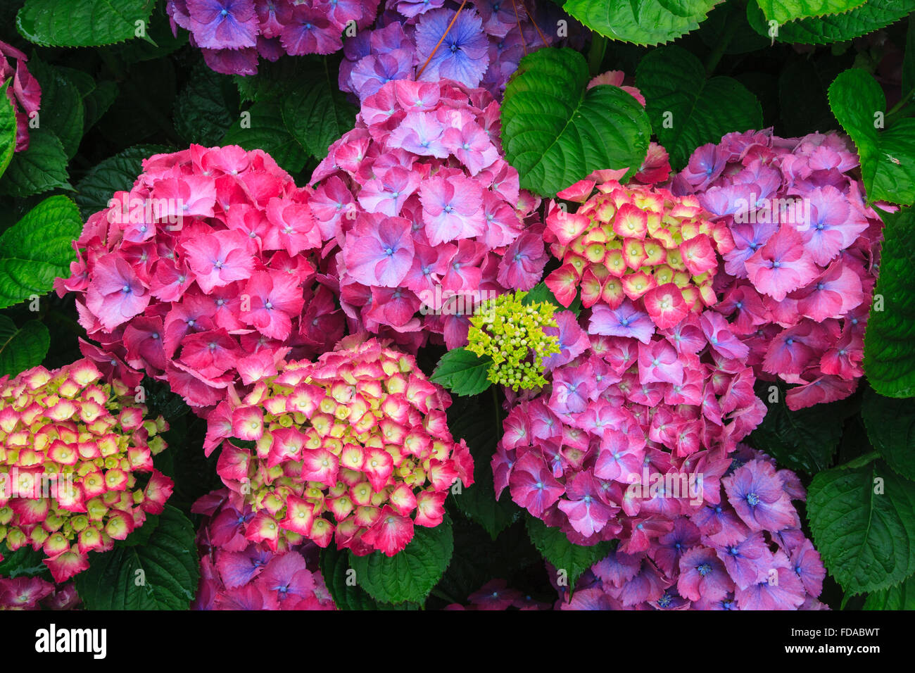 bunte Farbe Hydrangea Hortensia Blume blüht Stockfoto